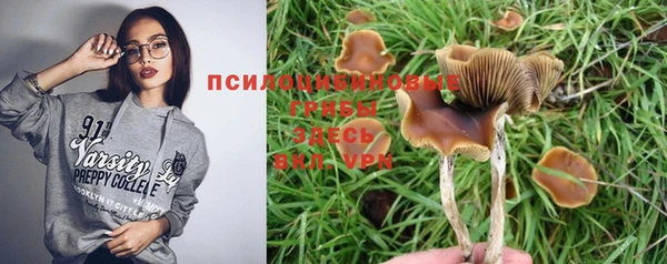 сатива Беломорск